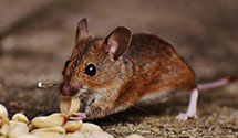 bird-control-and-exclusion Experts in Valley Furnace